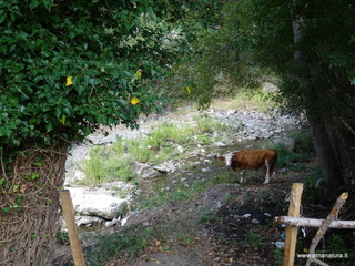 Torrente Vacco